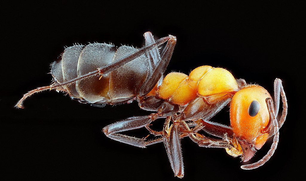 Ant Control service in Murfreesboro, TN
