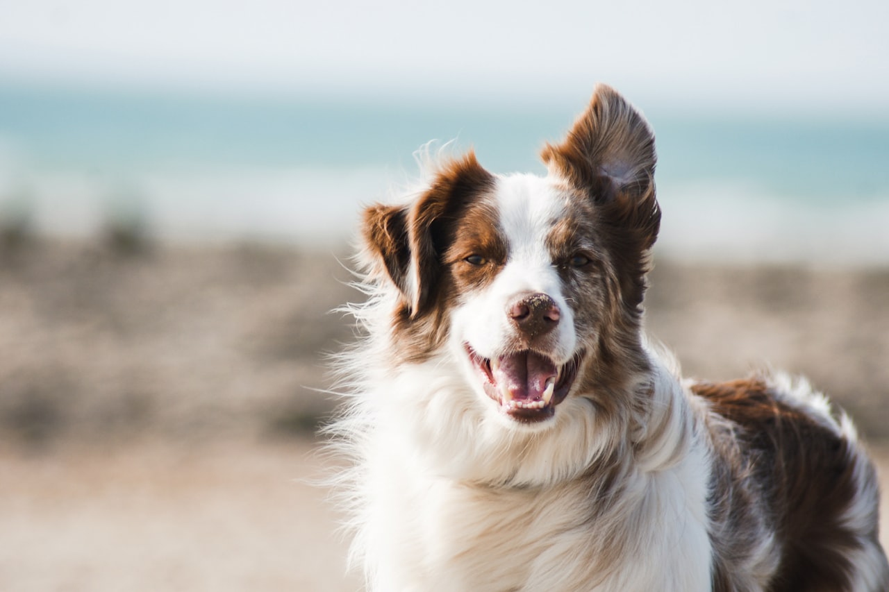 Flea & Tick Control service in Murfreesboro, TN