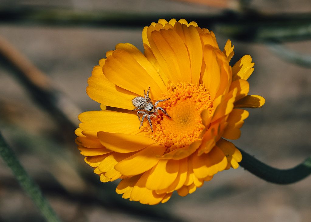 Spider Control service in Murfreesboro, TN